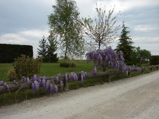 Glycine